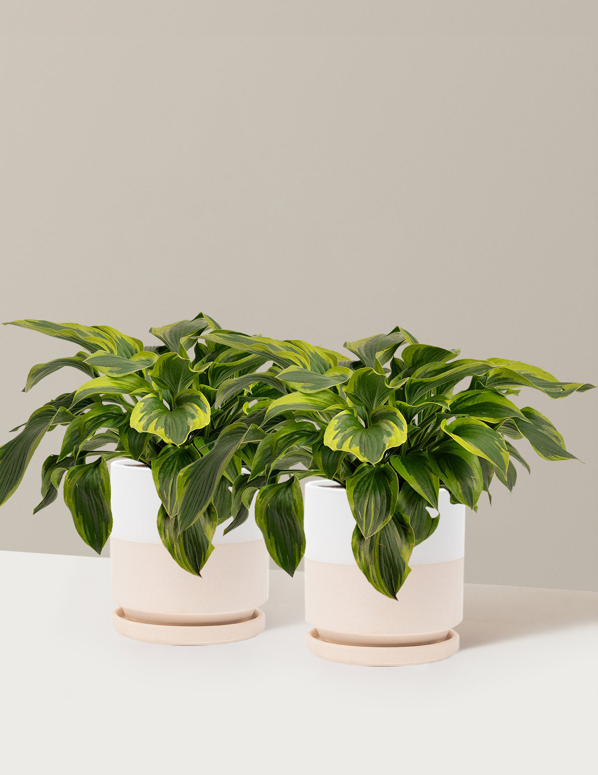Green Patriot Hosta