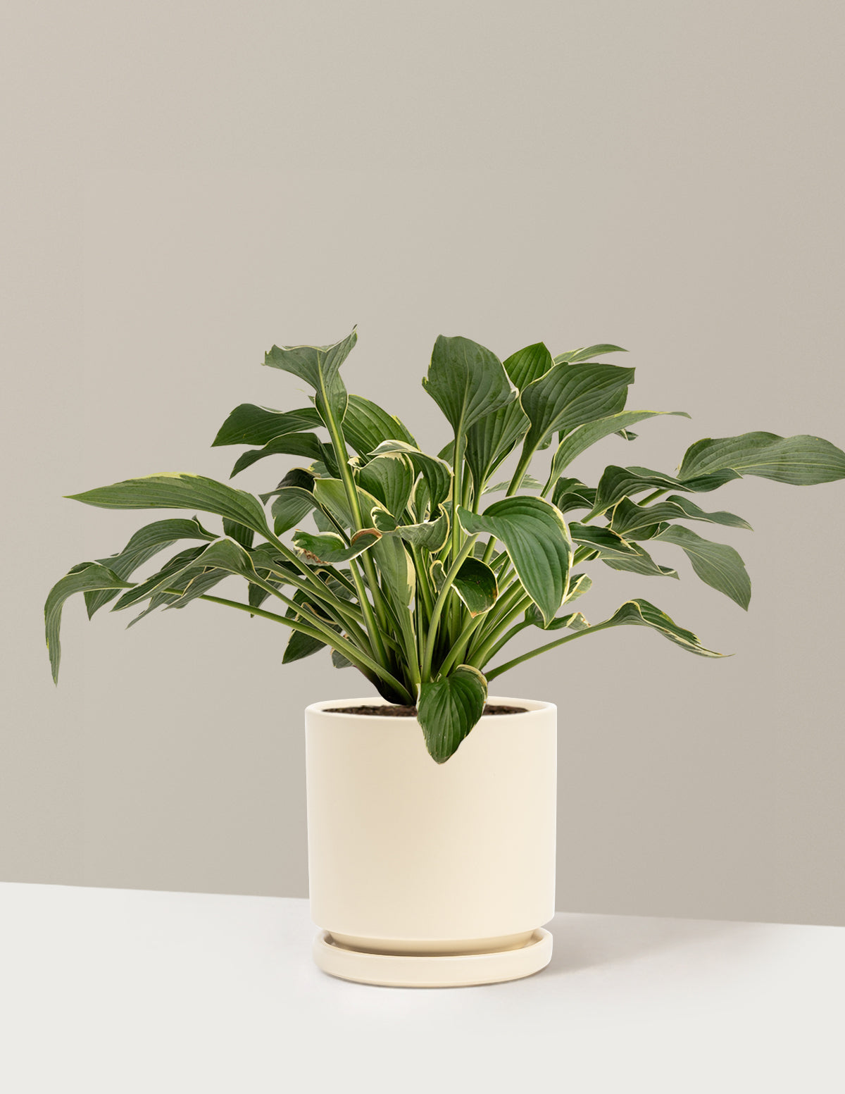 Francee Hosta