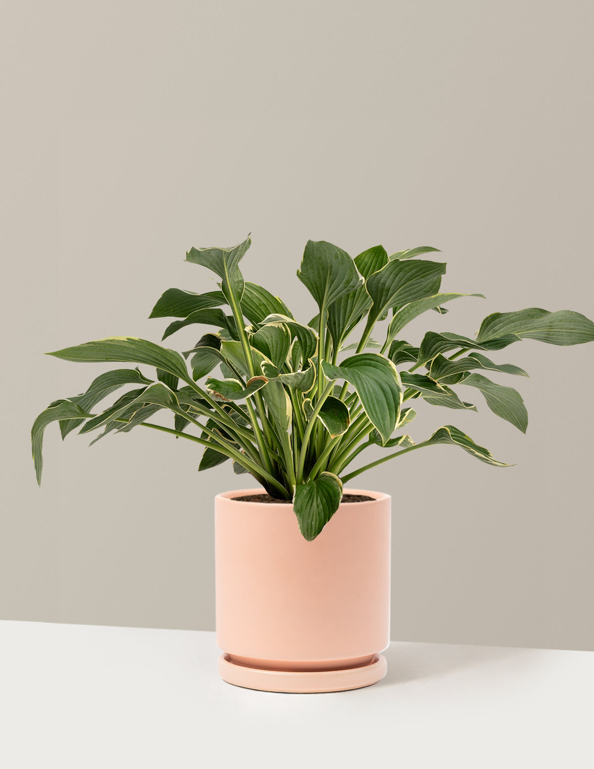 Francee Hosta