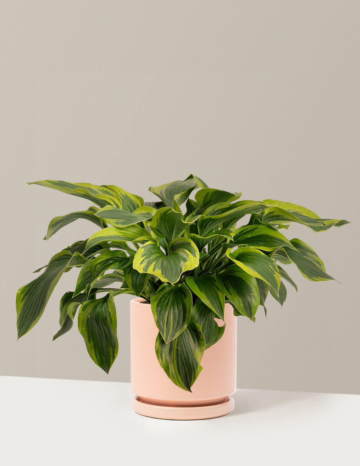 Green Patriot Hosta
