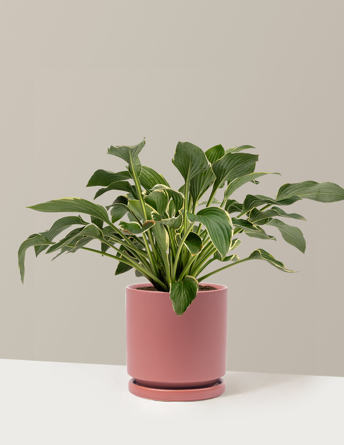 Francee Hosta