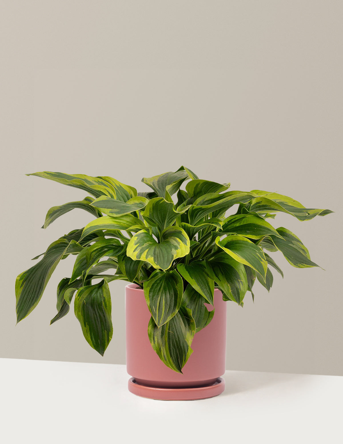 Green Patriot Hosta