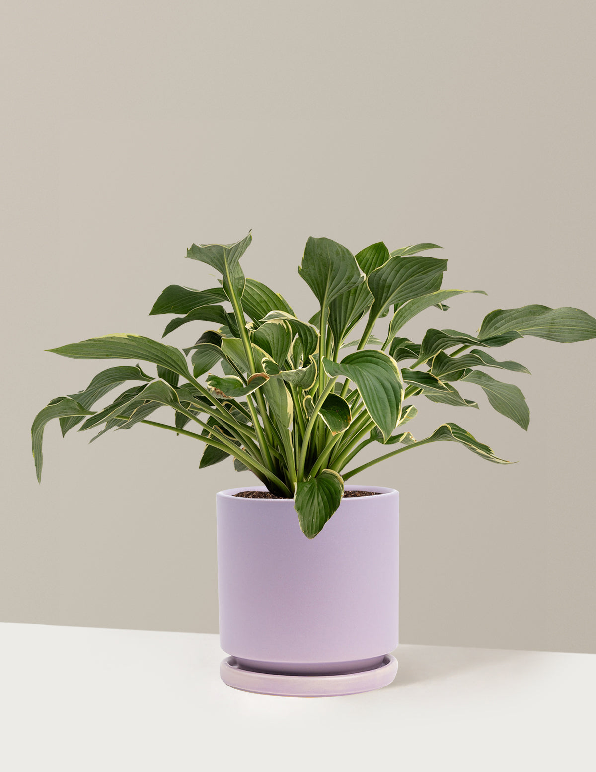 Francee Hosta