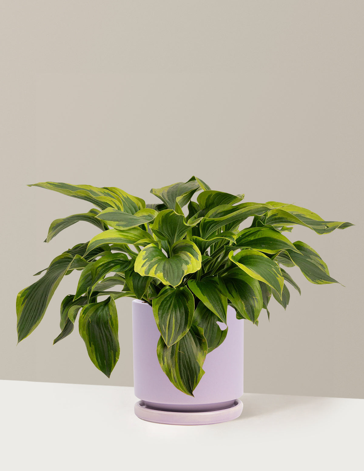 Green Patriot Hosta