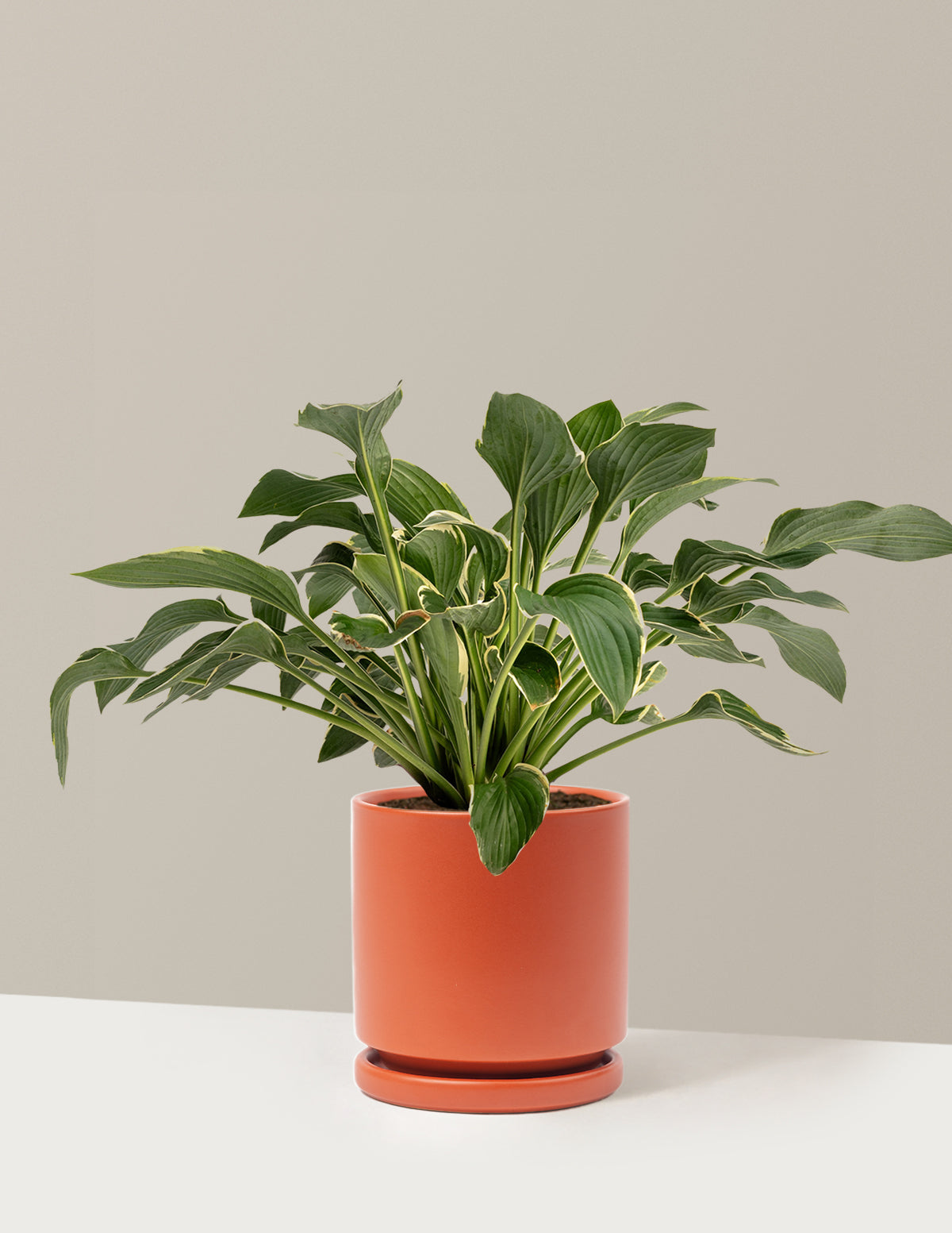 Francee Hosta
