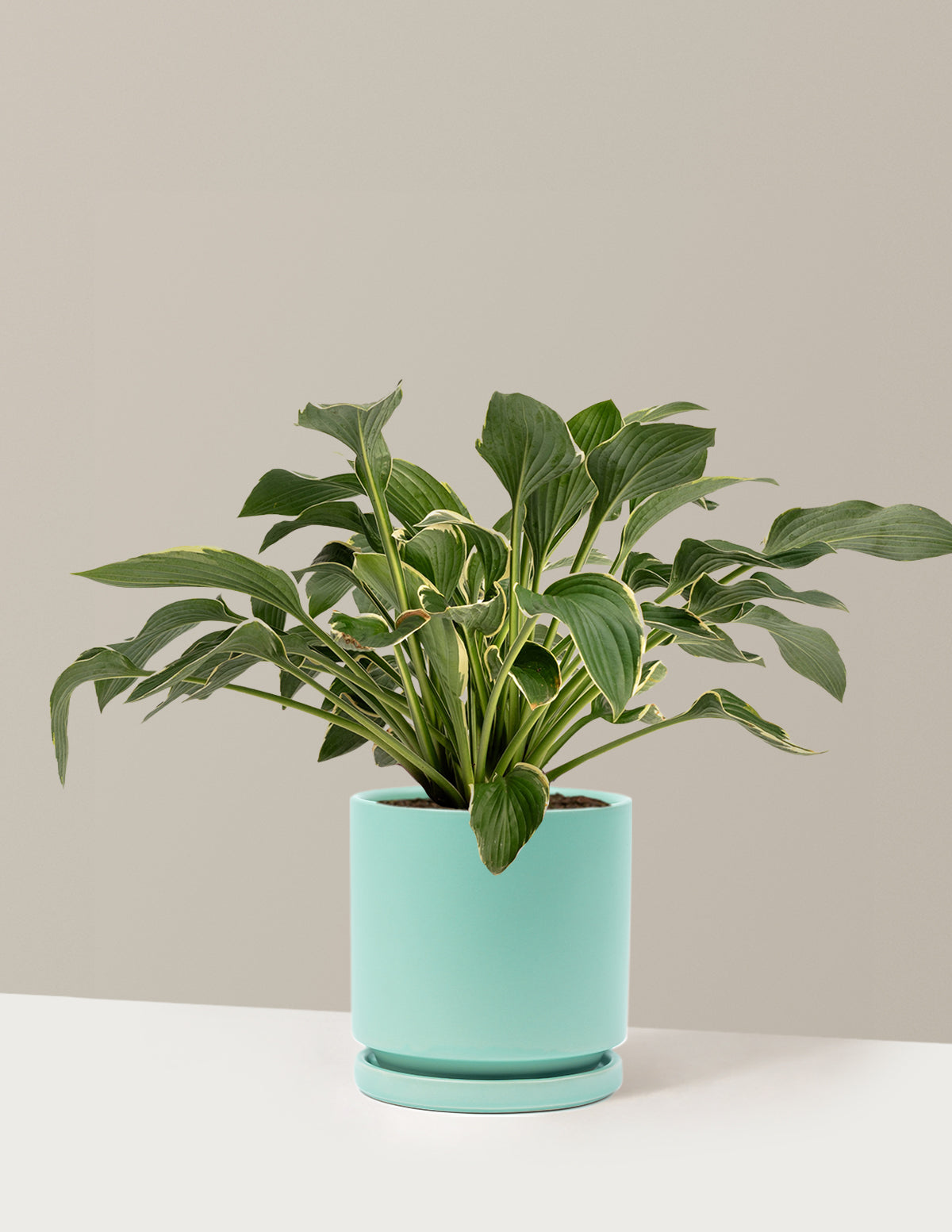 Francee Hosta