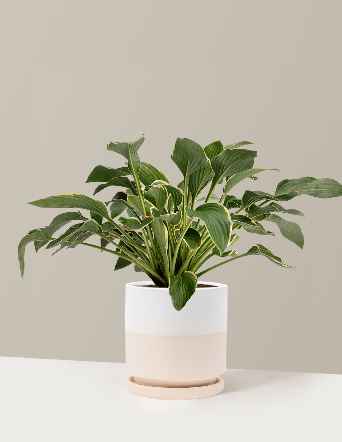 Francee Hosta