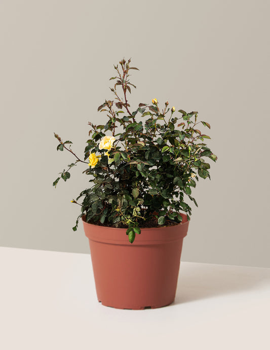 Gumball Goody™ Rose