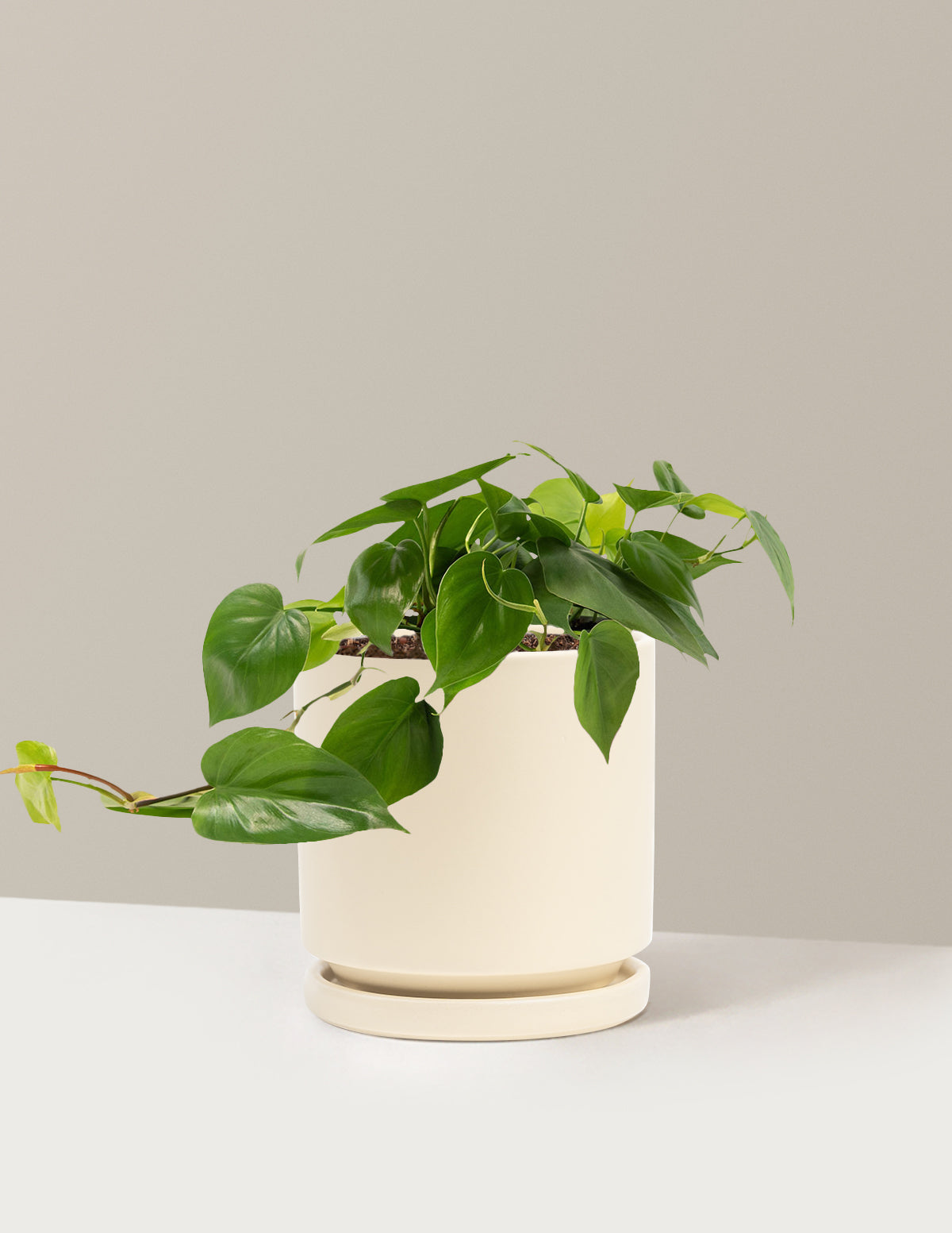 Heartleaf Philodendron