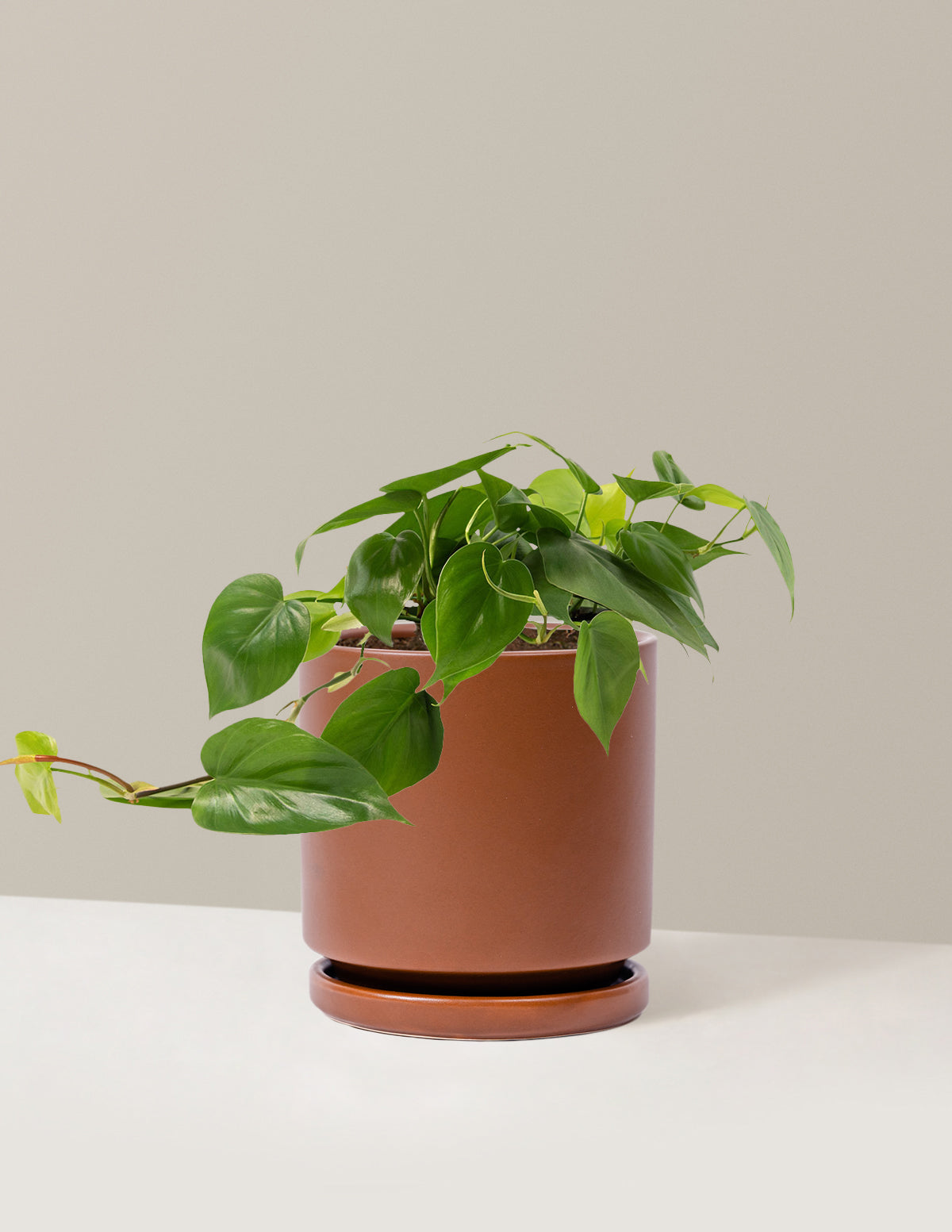 Heartleaf Philodendron