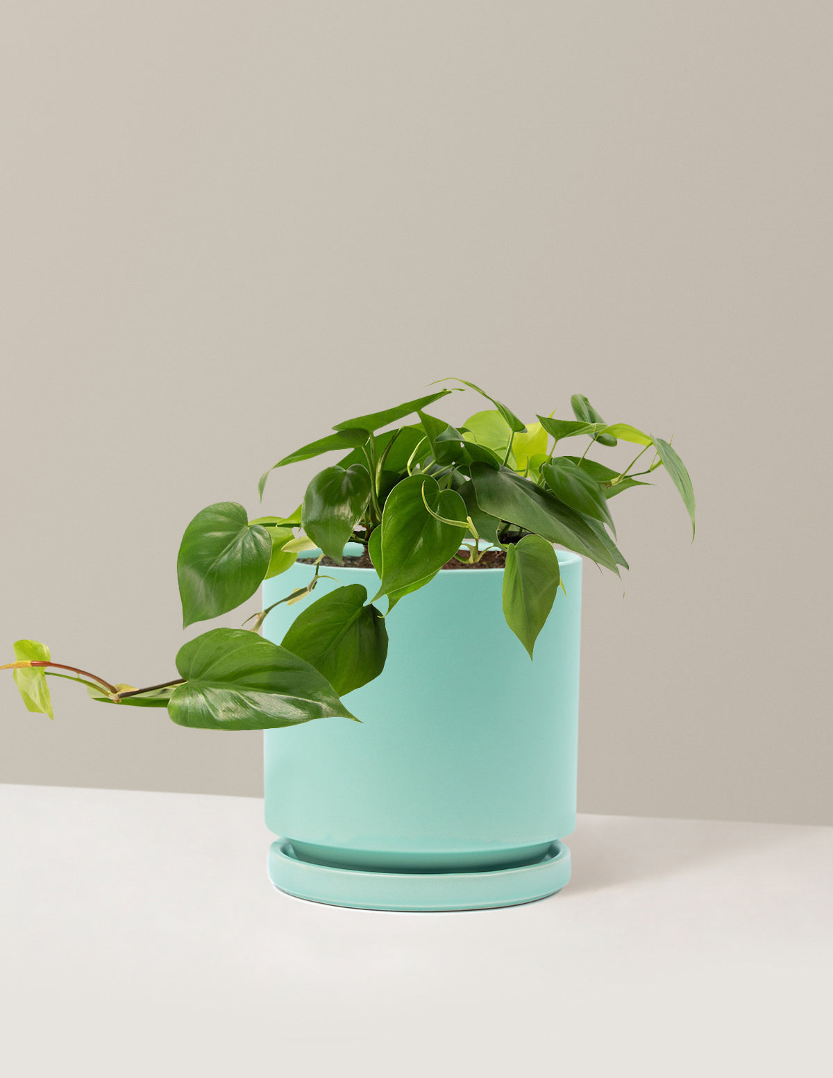 Heartleaf Philodendron