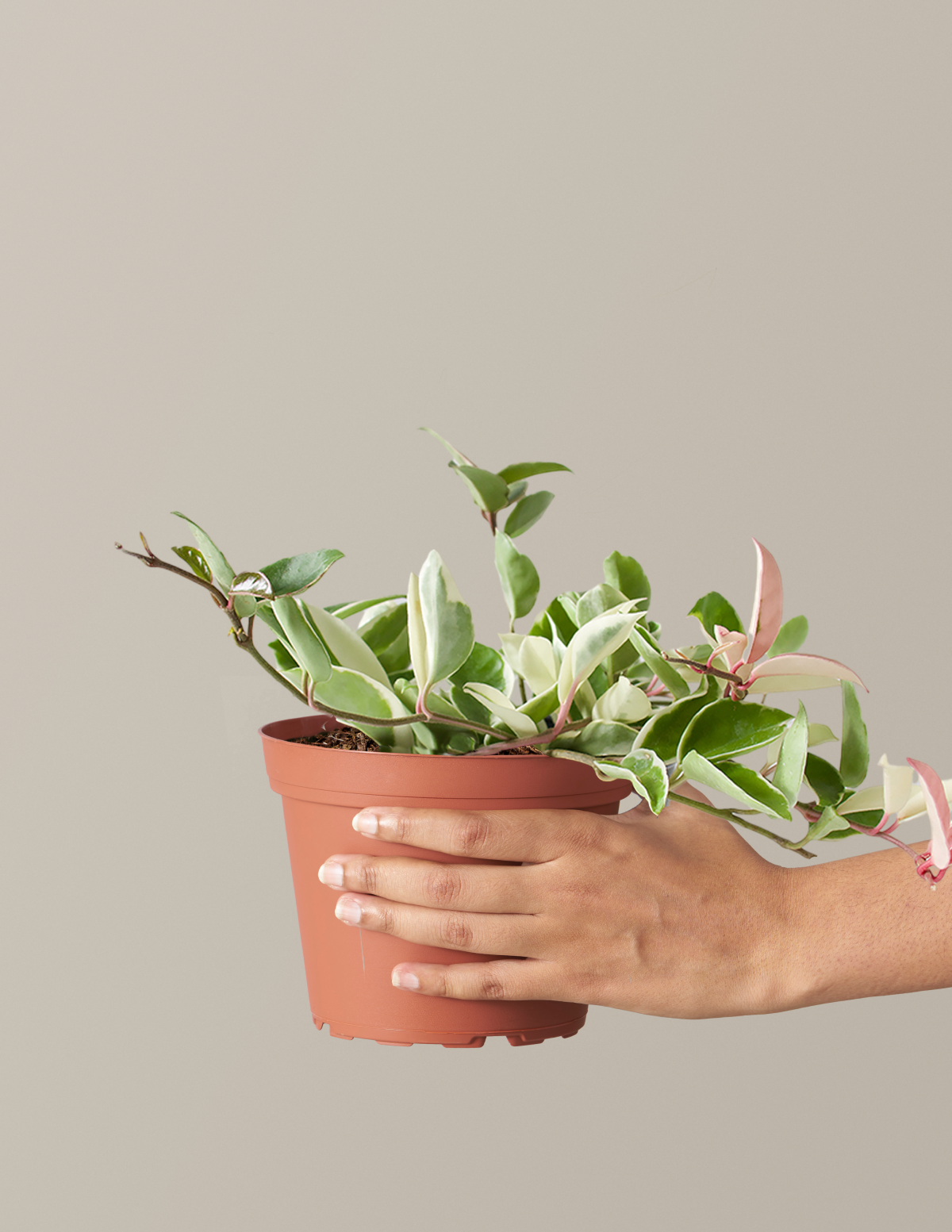 Hoya Carnosa Tricolor
