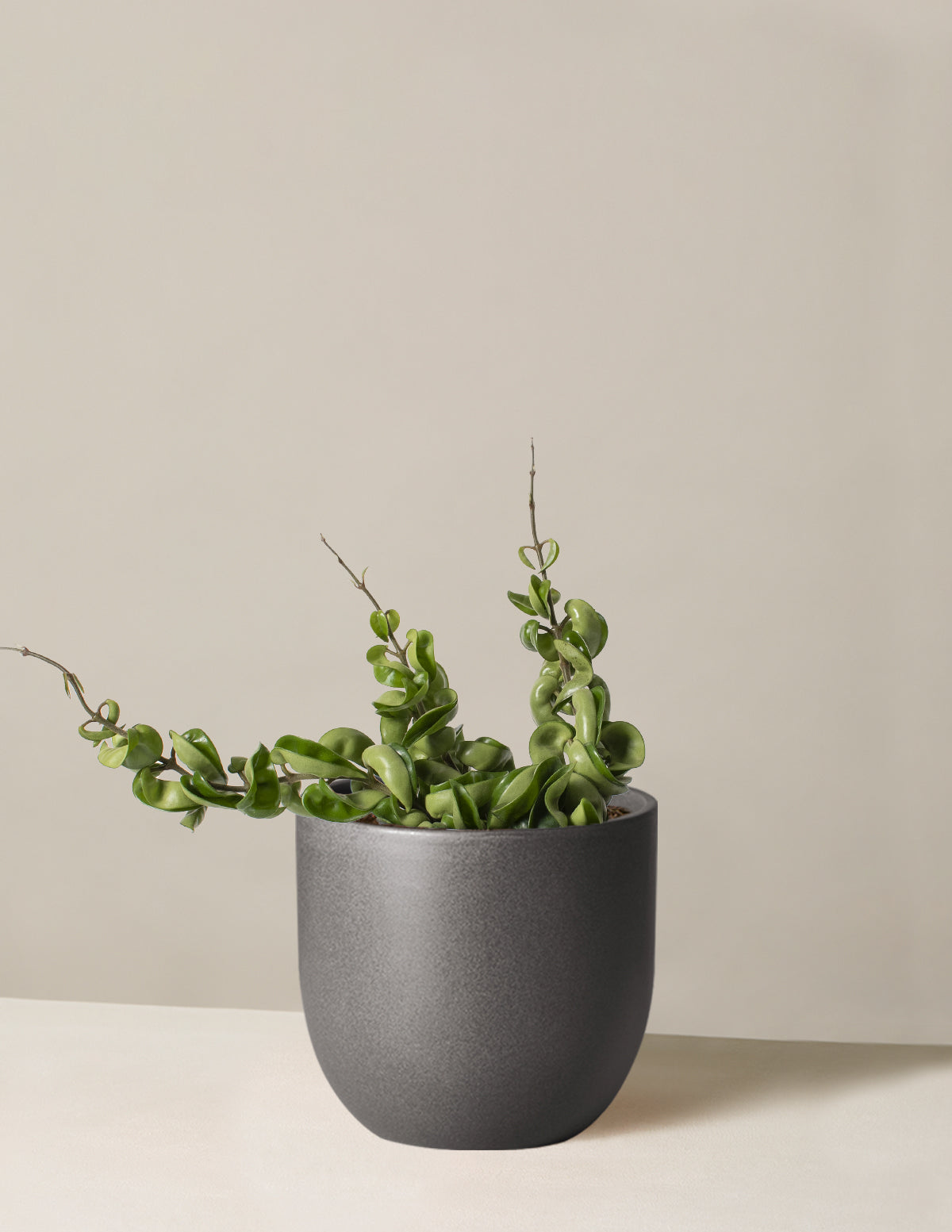 Hoya Rope
