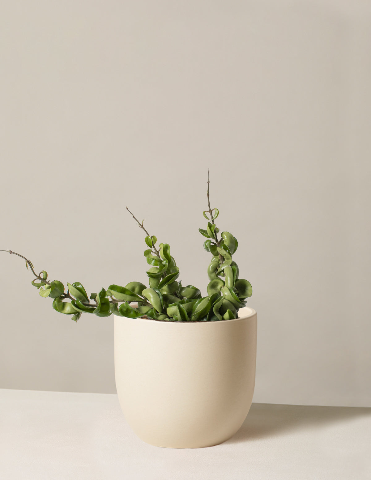 Hoya Rope