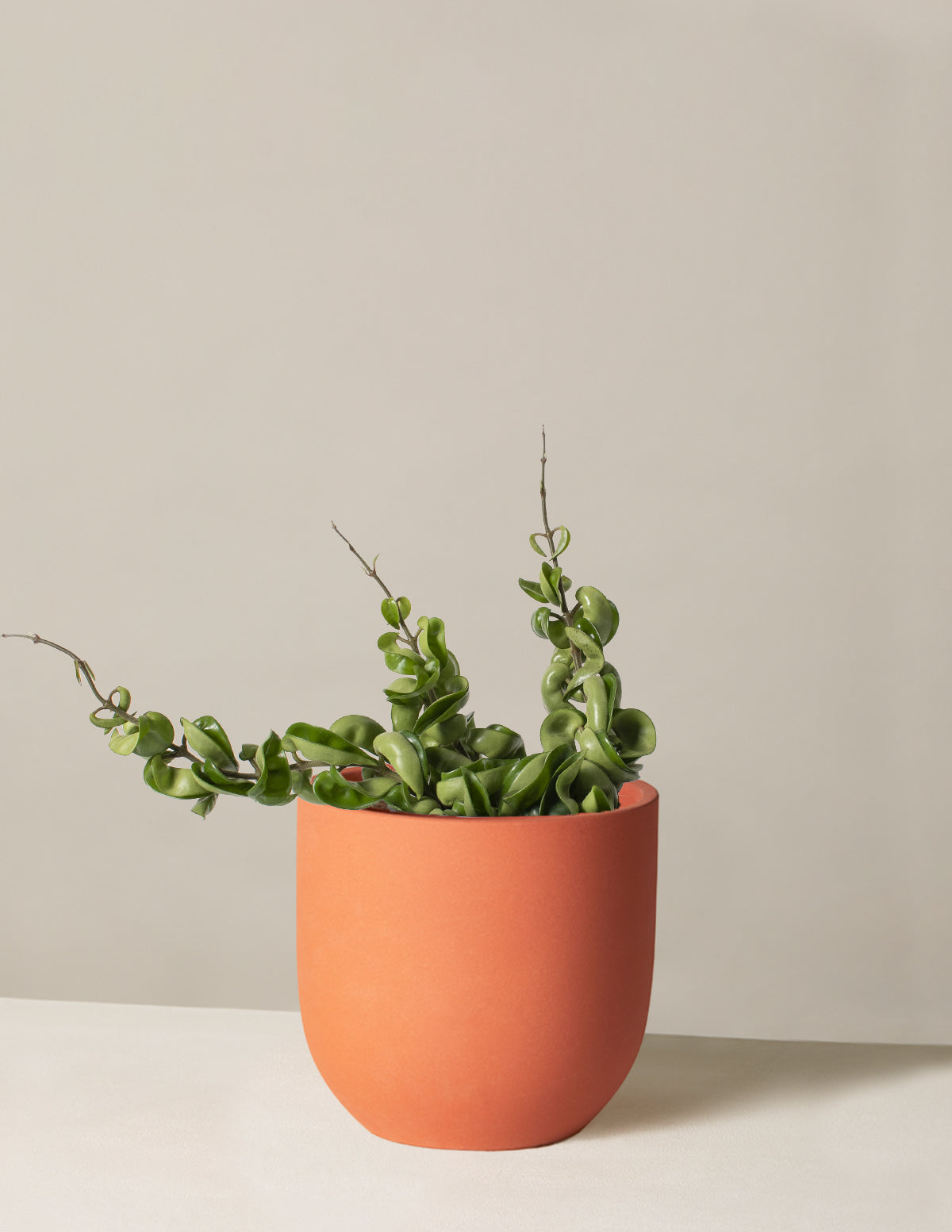 Hoya 'Rope'