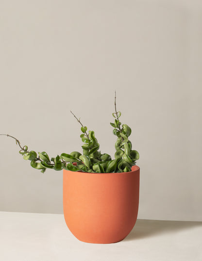 Hoya 'Rope'