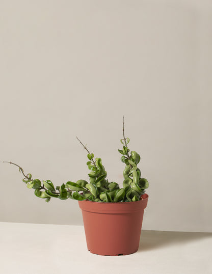 Hoya 'Rope'