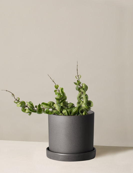 Hoya Rope