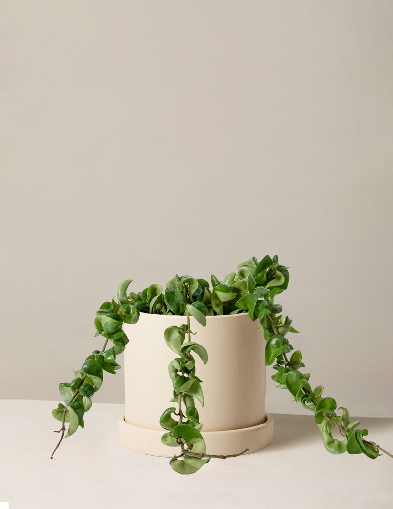 How to care for a Hoya Rope