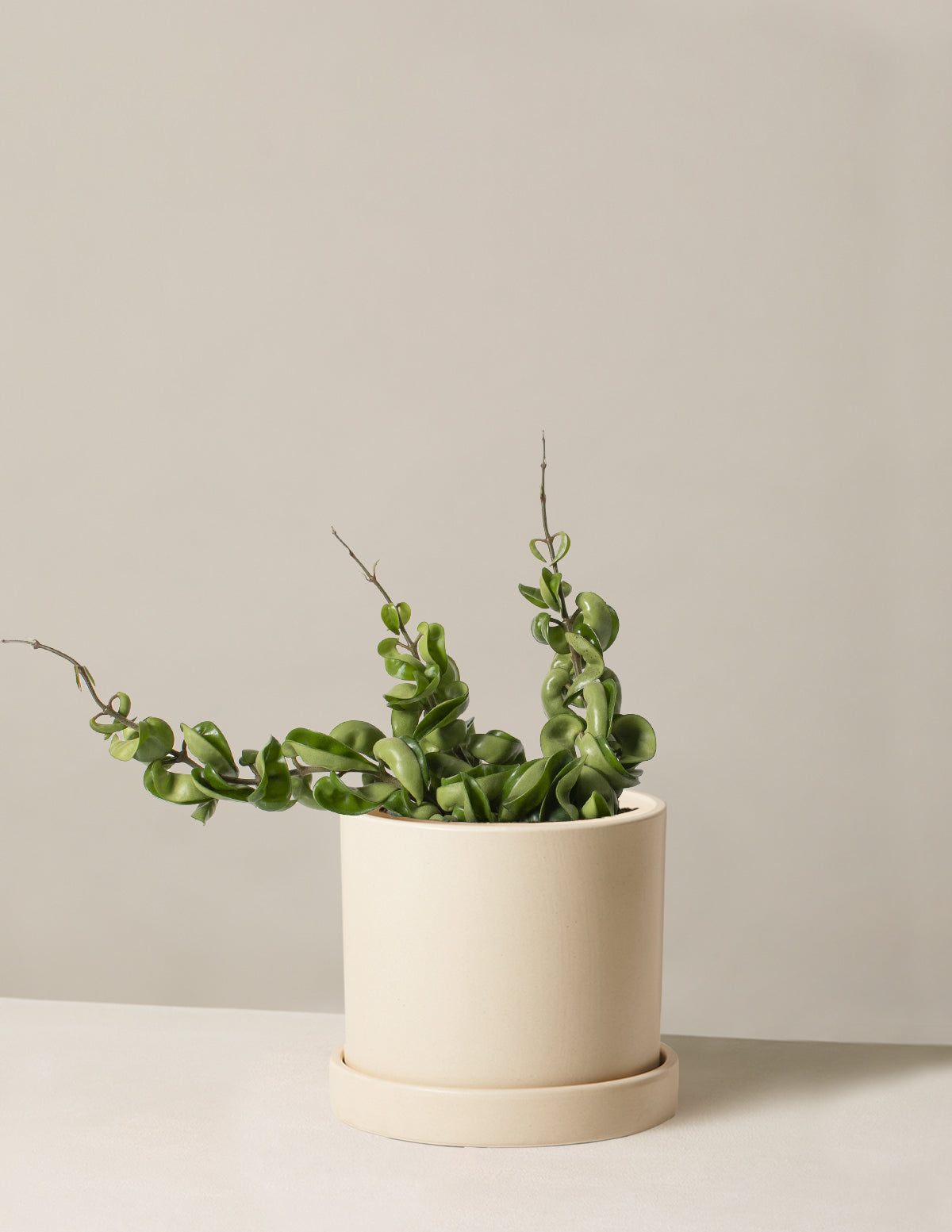 Hoya 'Rope'