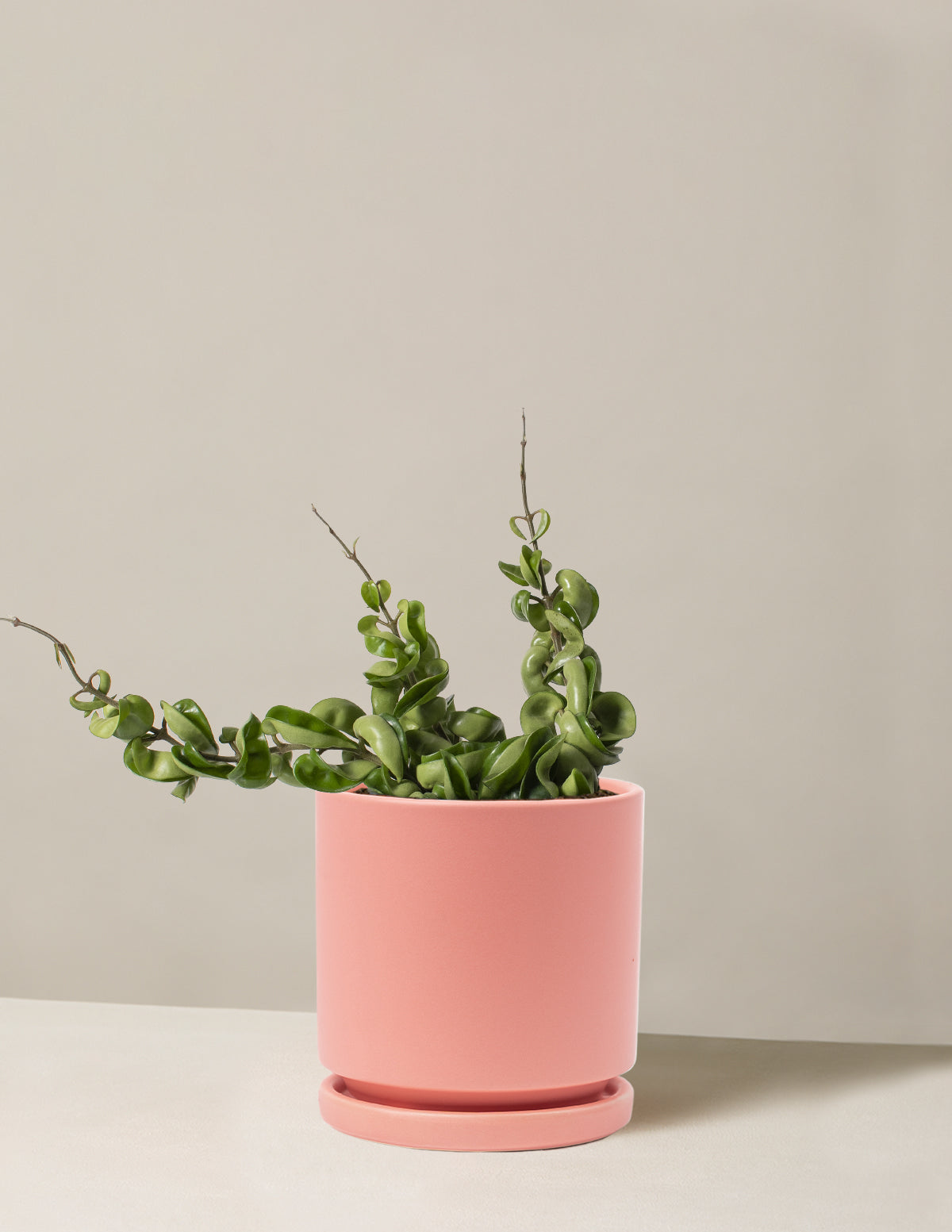 Hoya Rope