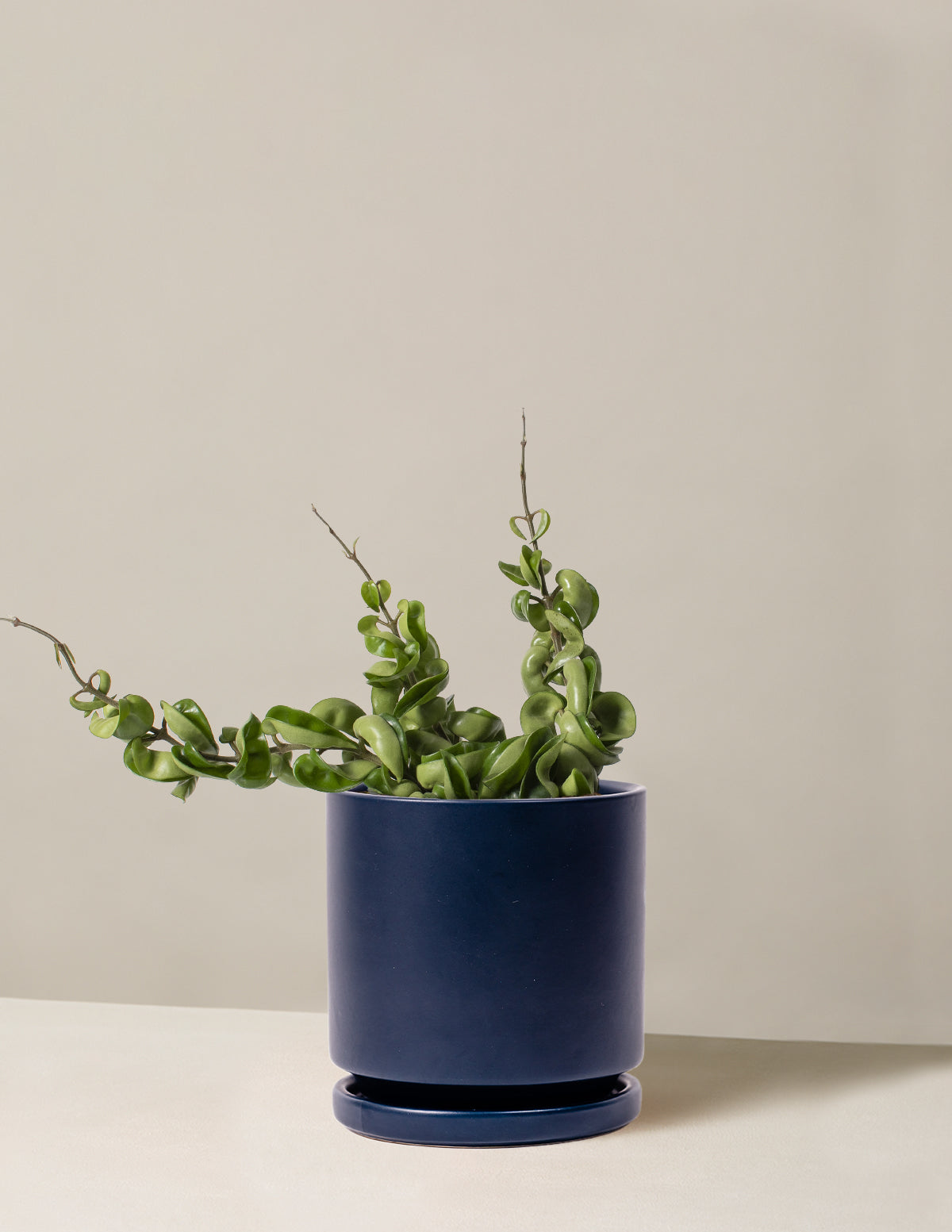Hoya Rope