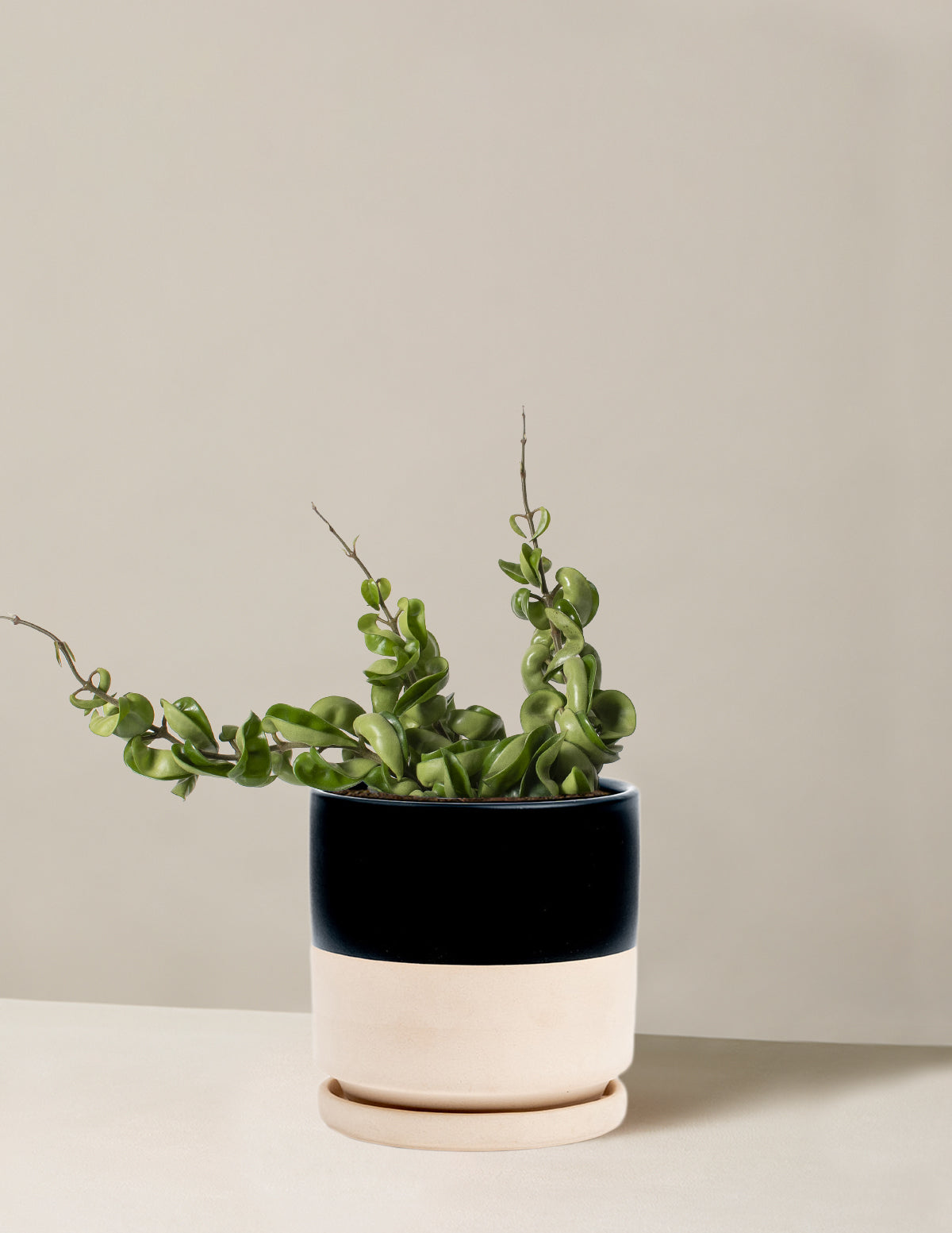 Hoya Rope