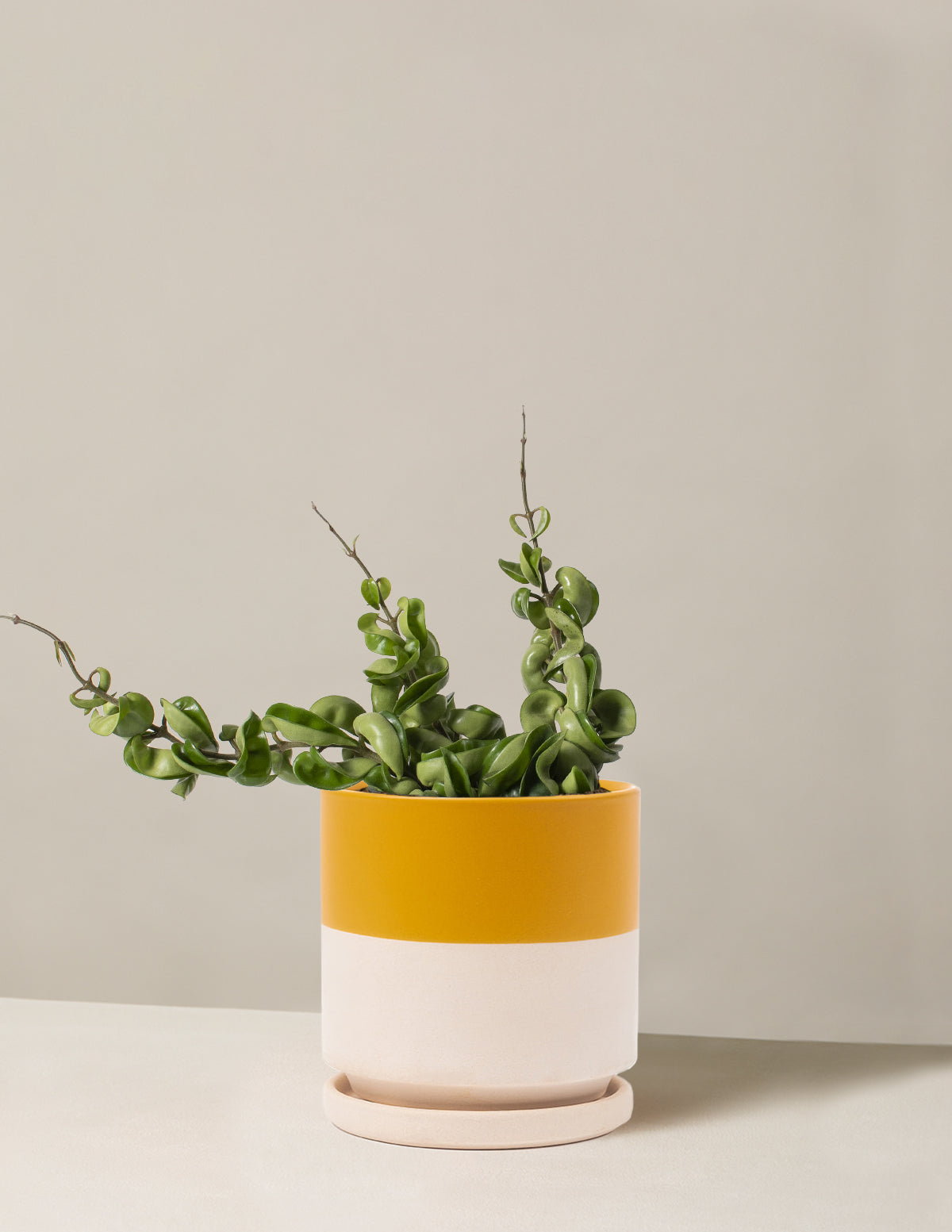 Hoya Rope