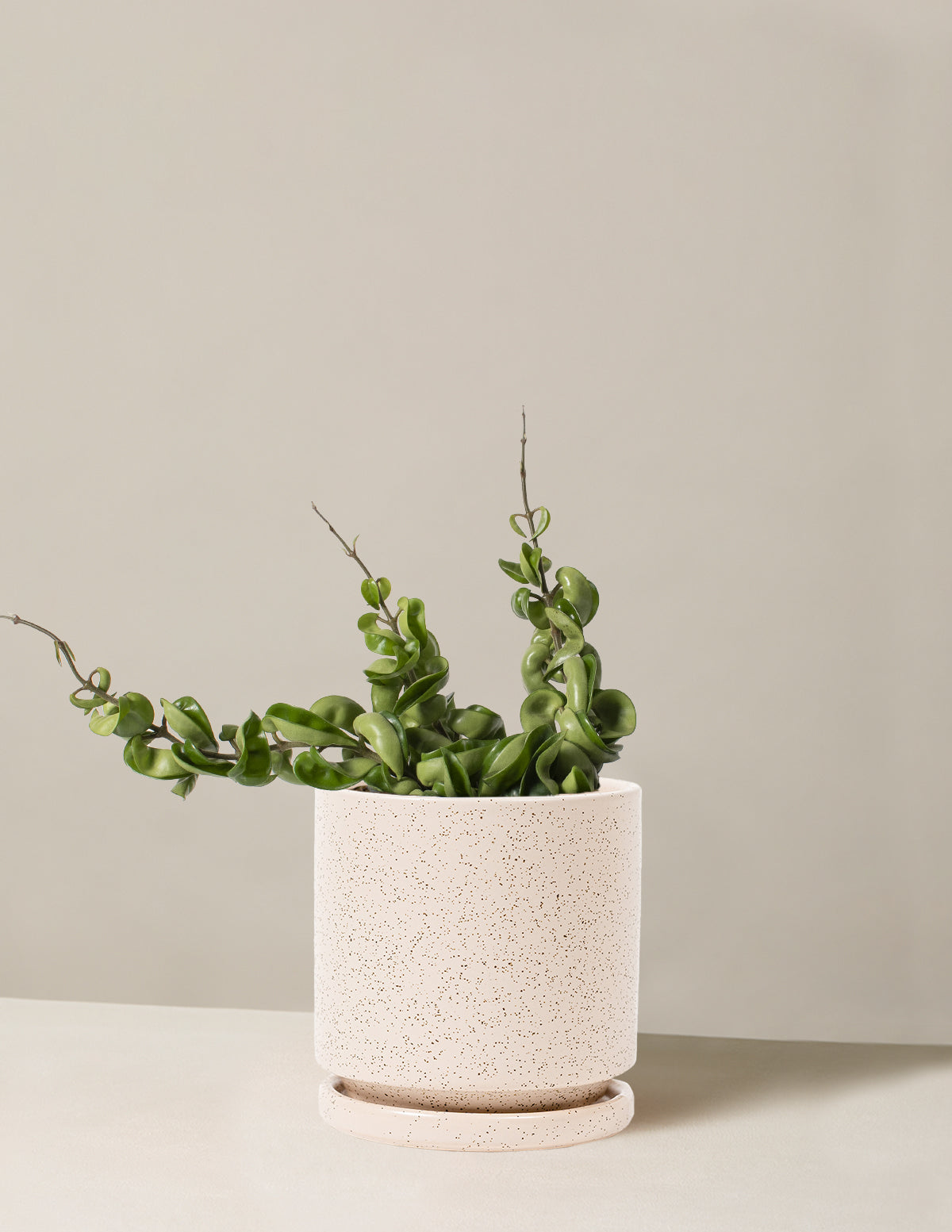 Hoya Rope