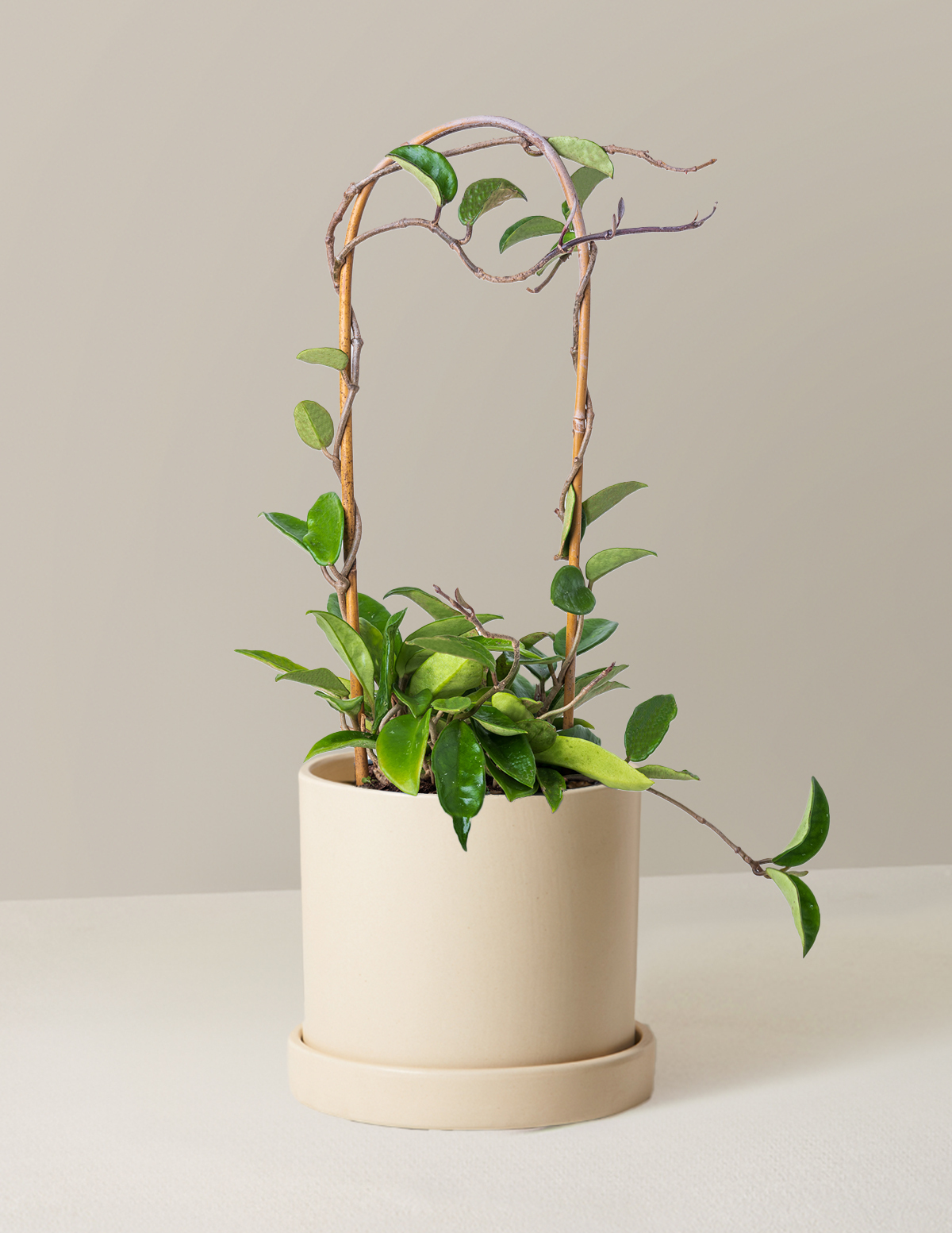 Hoya Pubicalyx Hoop