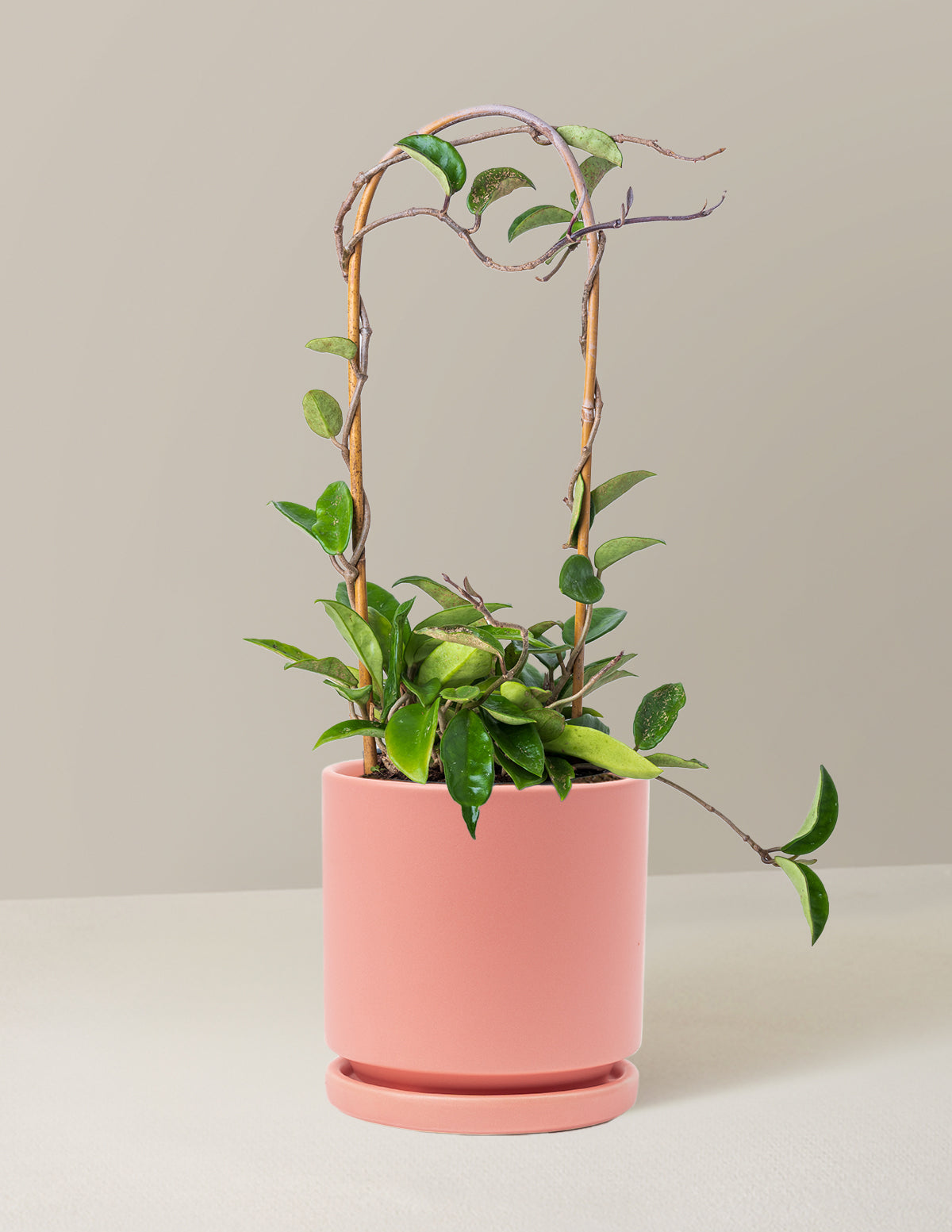 Hoya Pubicalyx Hoop