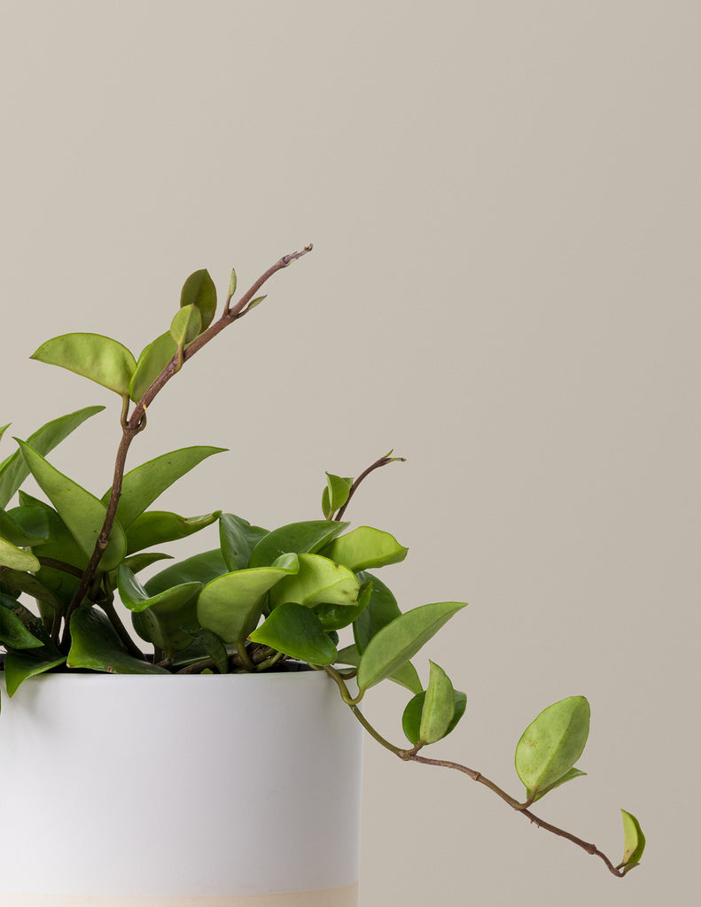 How to care for a Hoya Pubicalyx Green