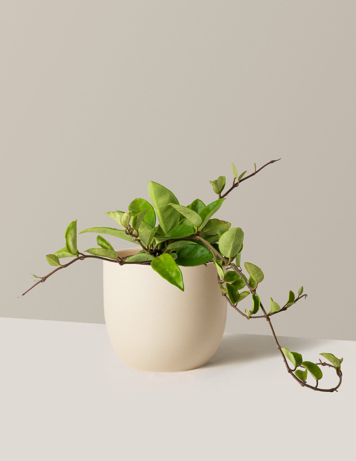Hoya Pubicalyx Green