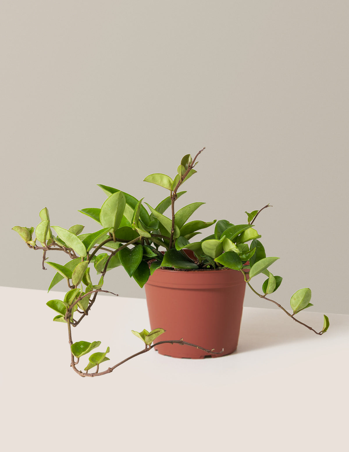 Hoya Pubicalyx Green