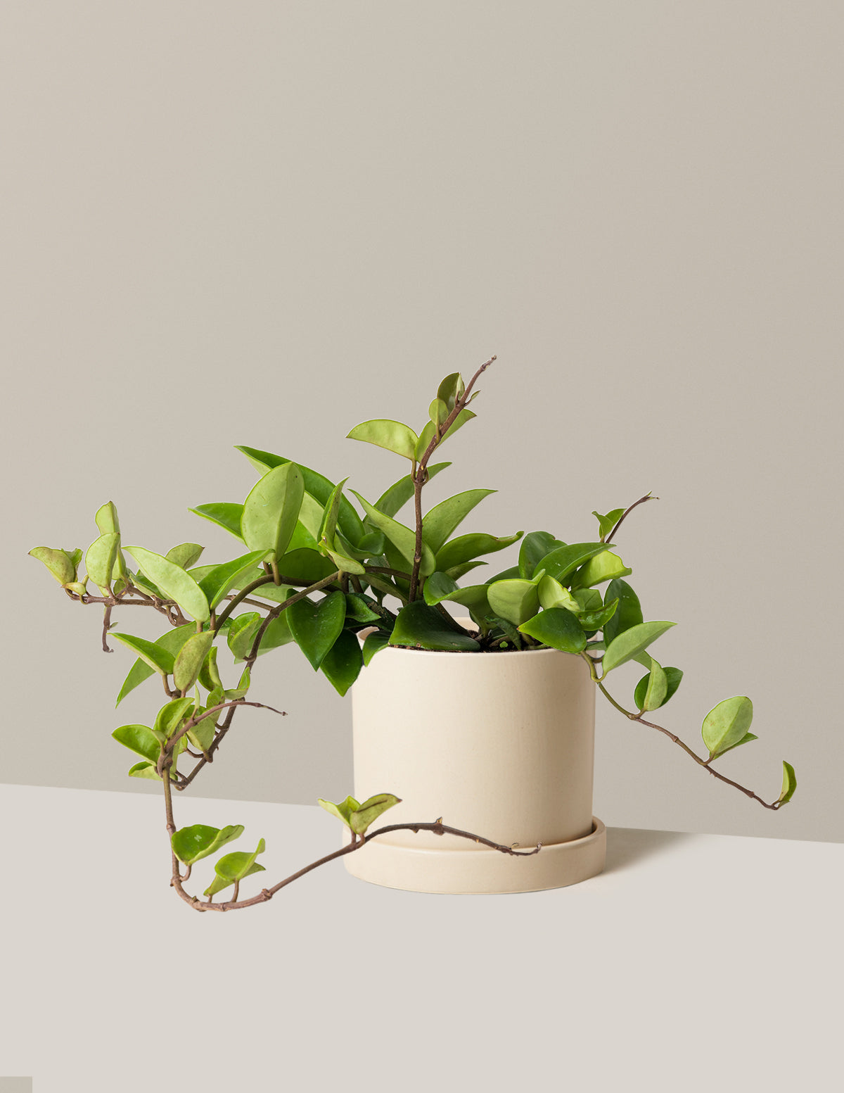 Hoya Pubicalyx Green