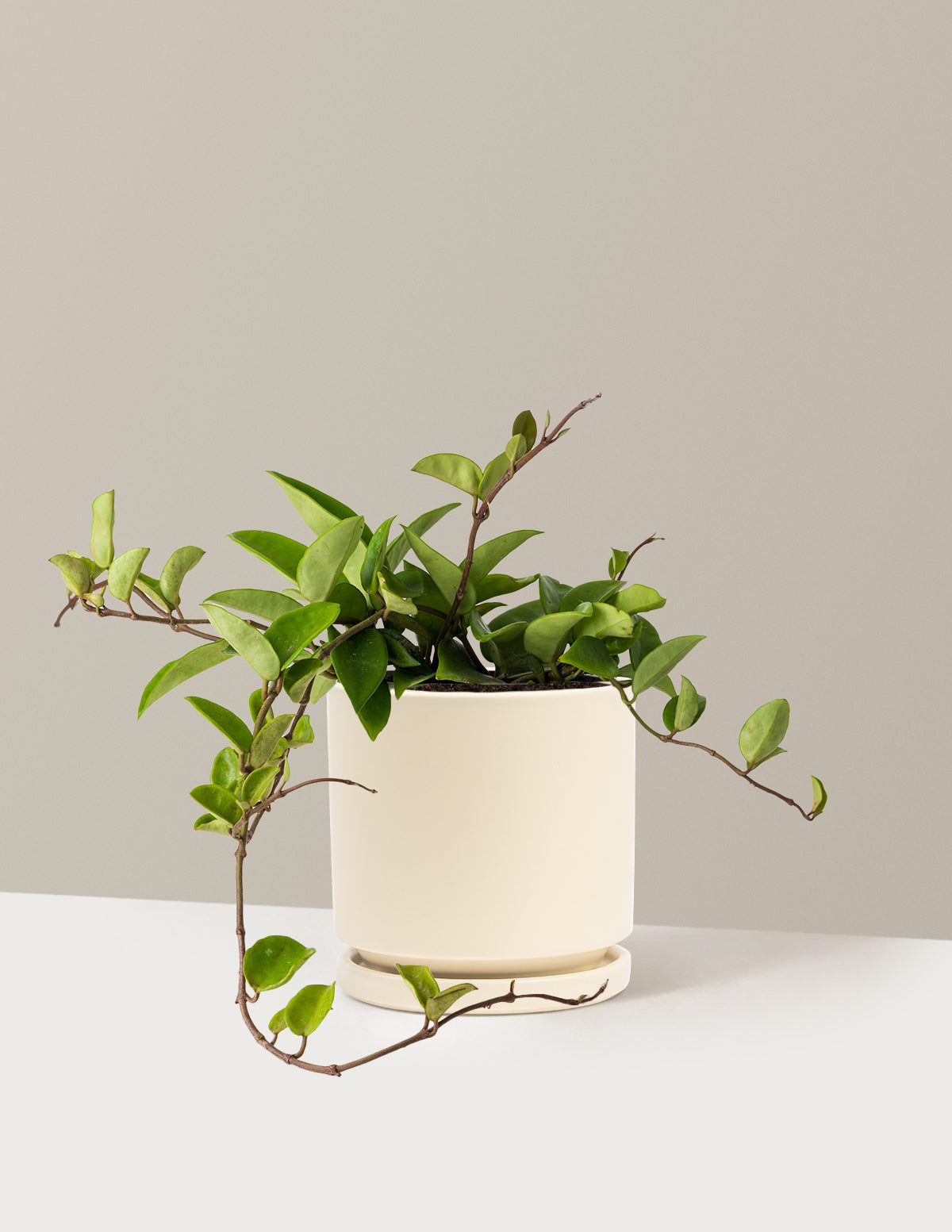 Hoya Pubicalyx Green