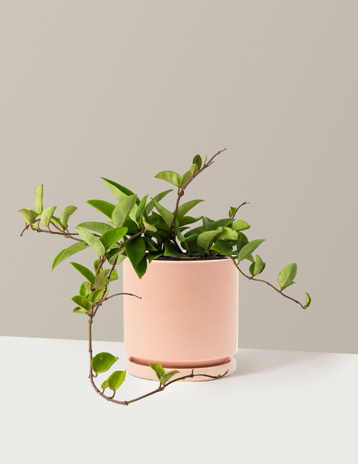 Hoya Pubicalyx Green
