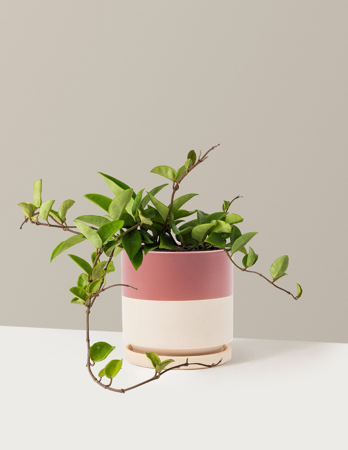 Hoya Pubicalyx Green