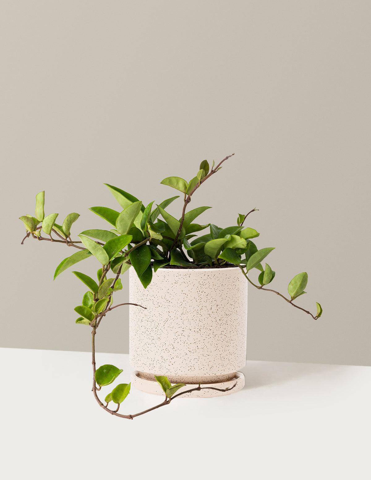 Hoya Pubicalyx Green