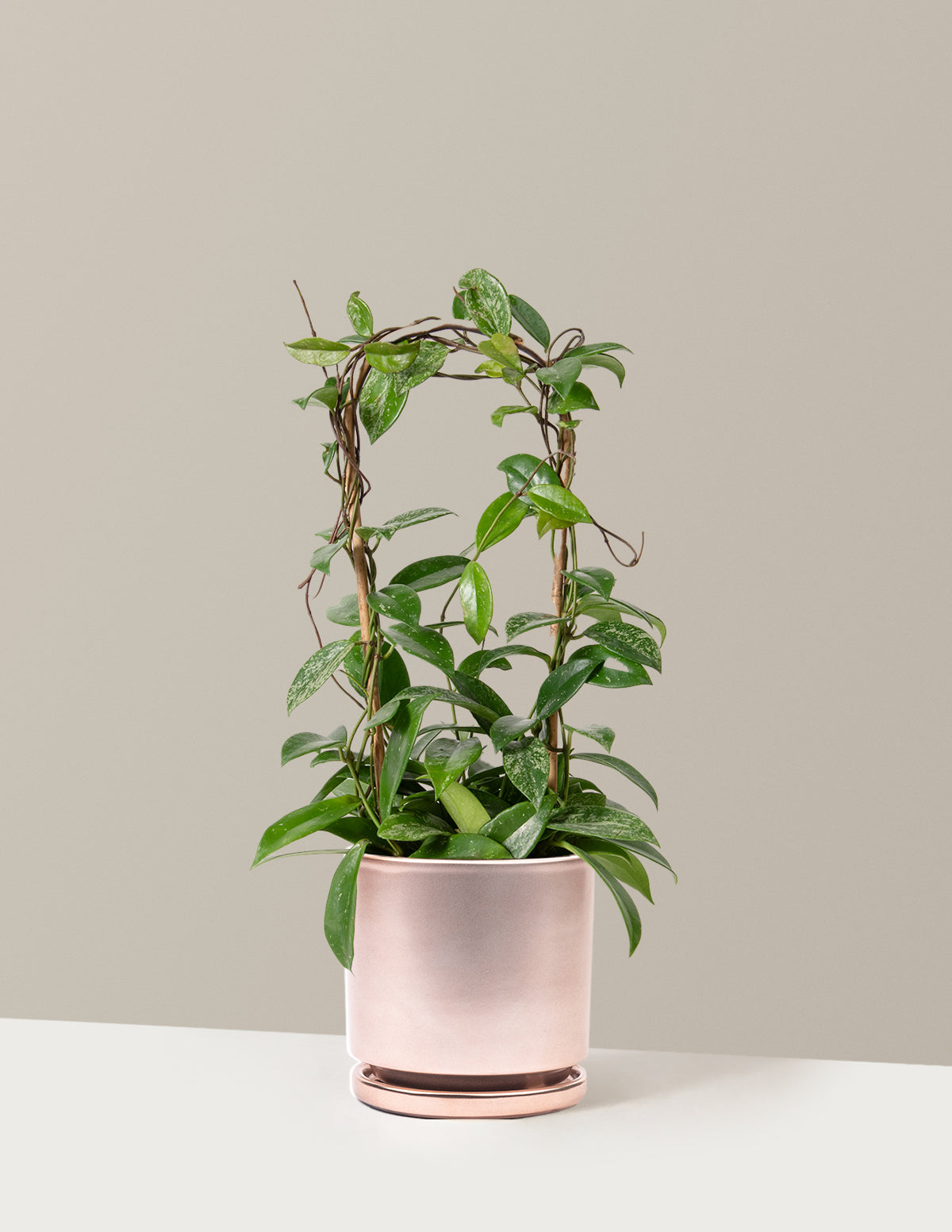 large rose gold plant pot Hoya Pubicalyx Hoop Houseplant - Medium (10-14" tall) White Planter
