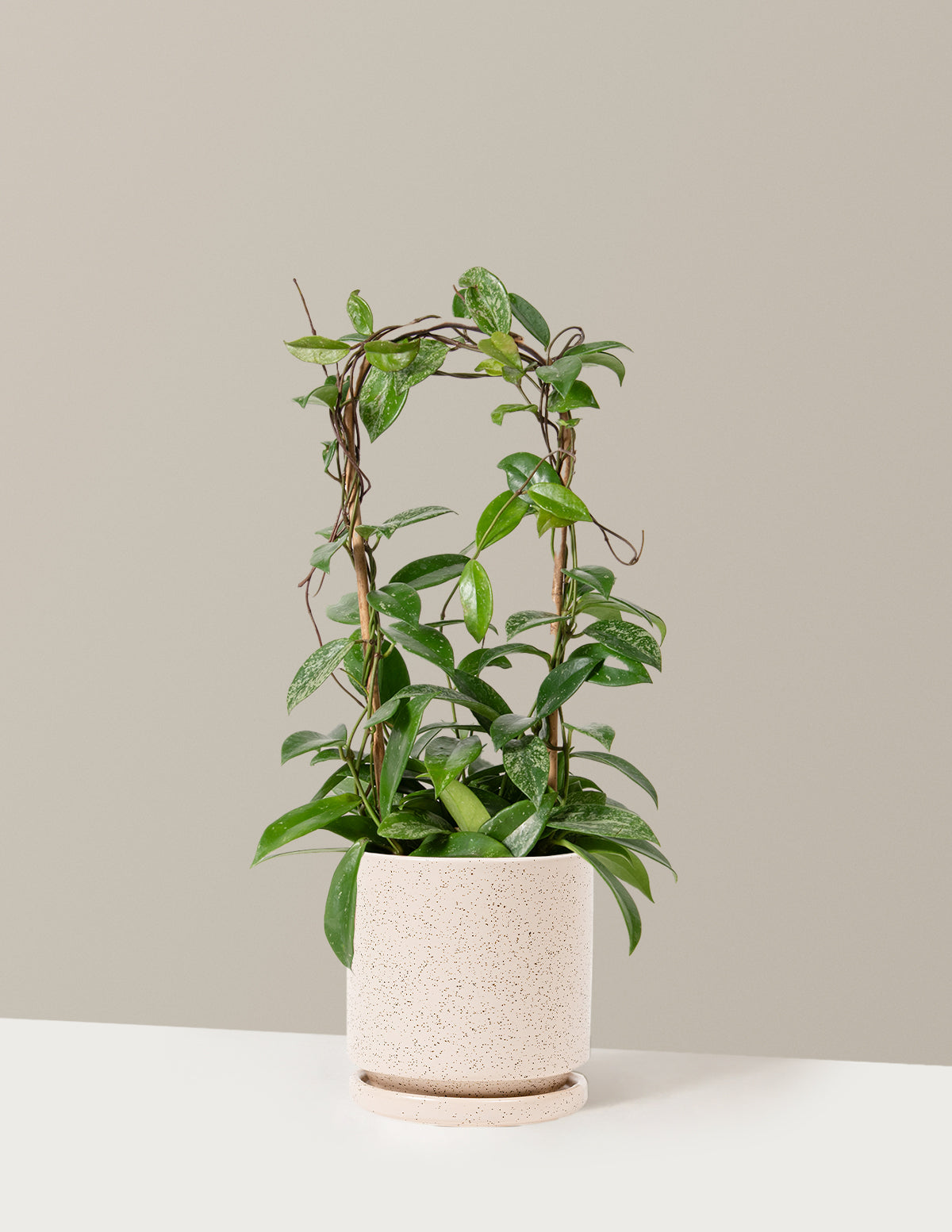 Hoya Pubicalyx Hoop