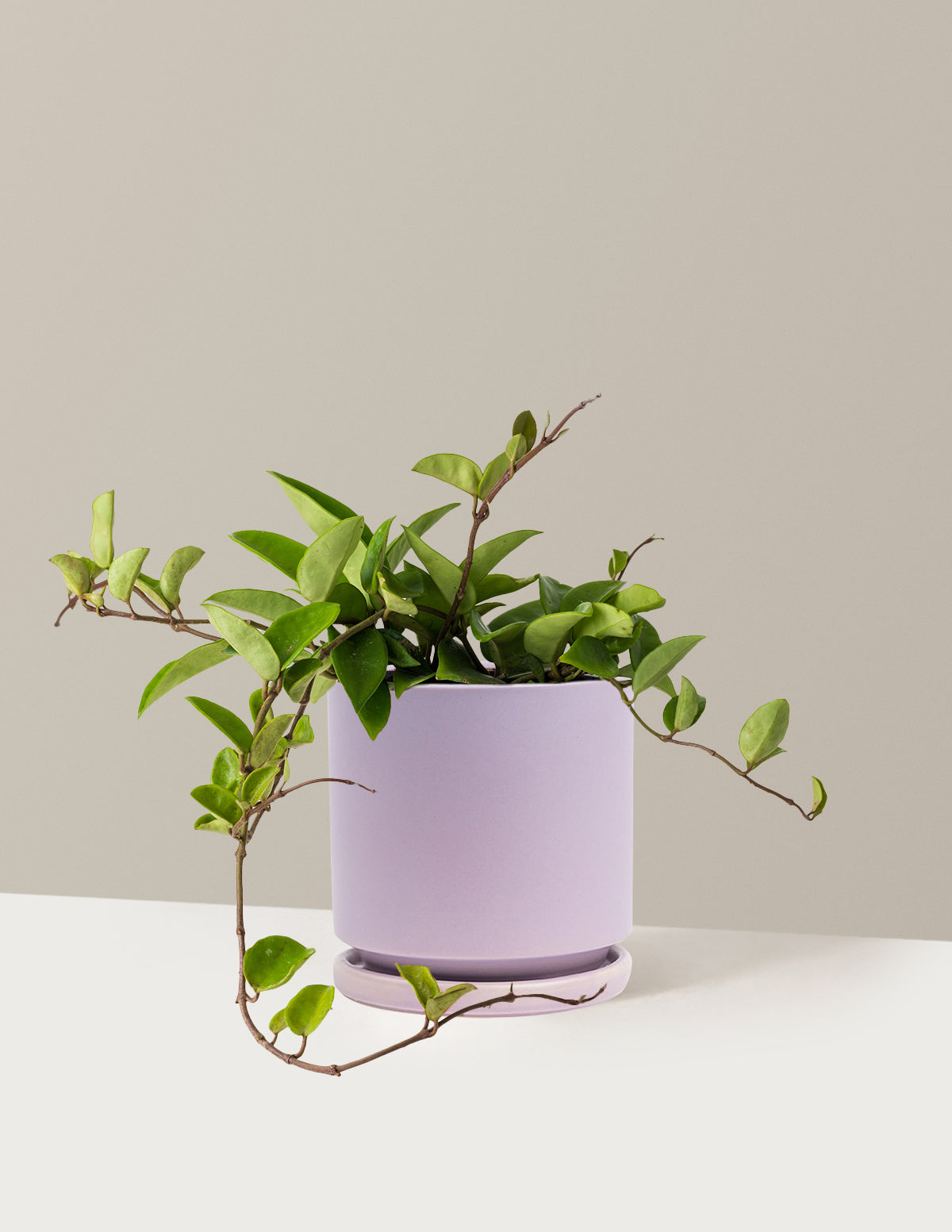 bundle | Medium | Isabella | Lavender