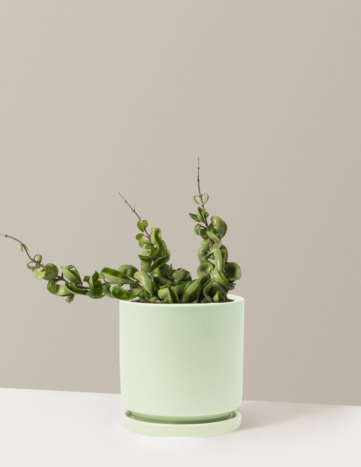 bundle | Medium | Isabella | Sage