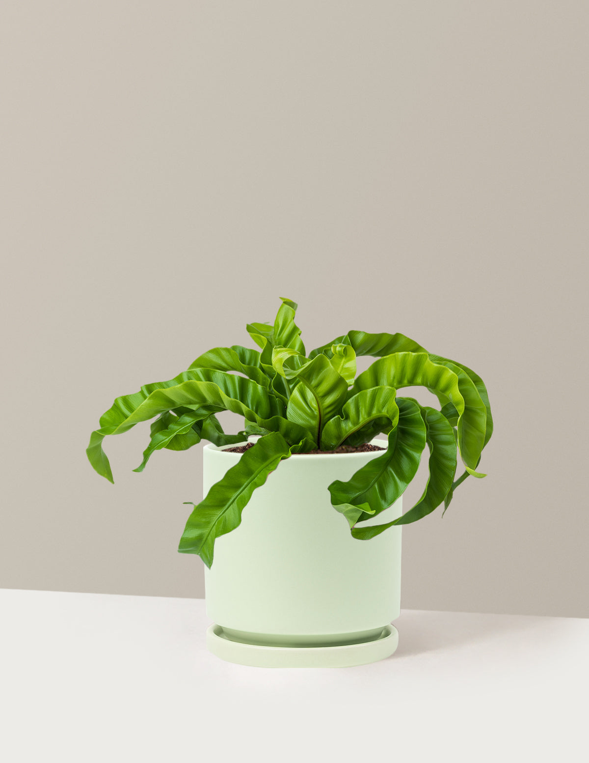 bundle | Medium | Isabella | Sage