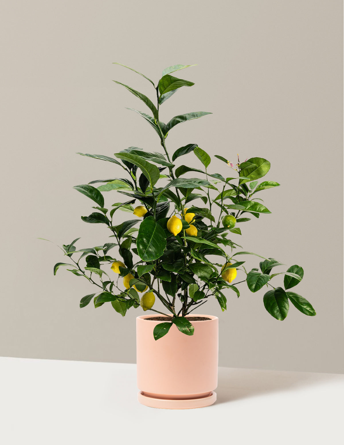 Improved Meyer Lemon Bush