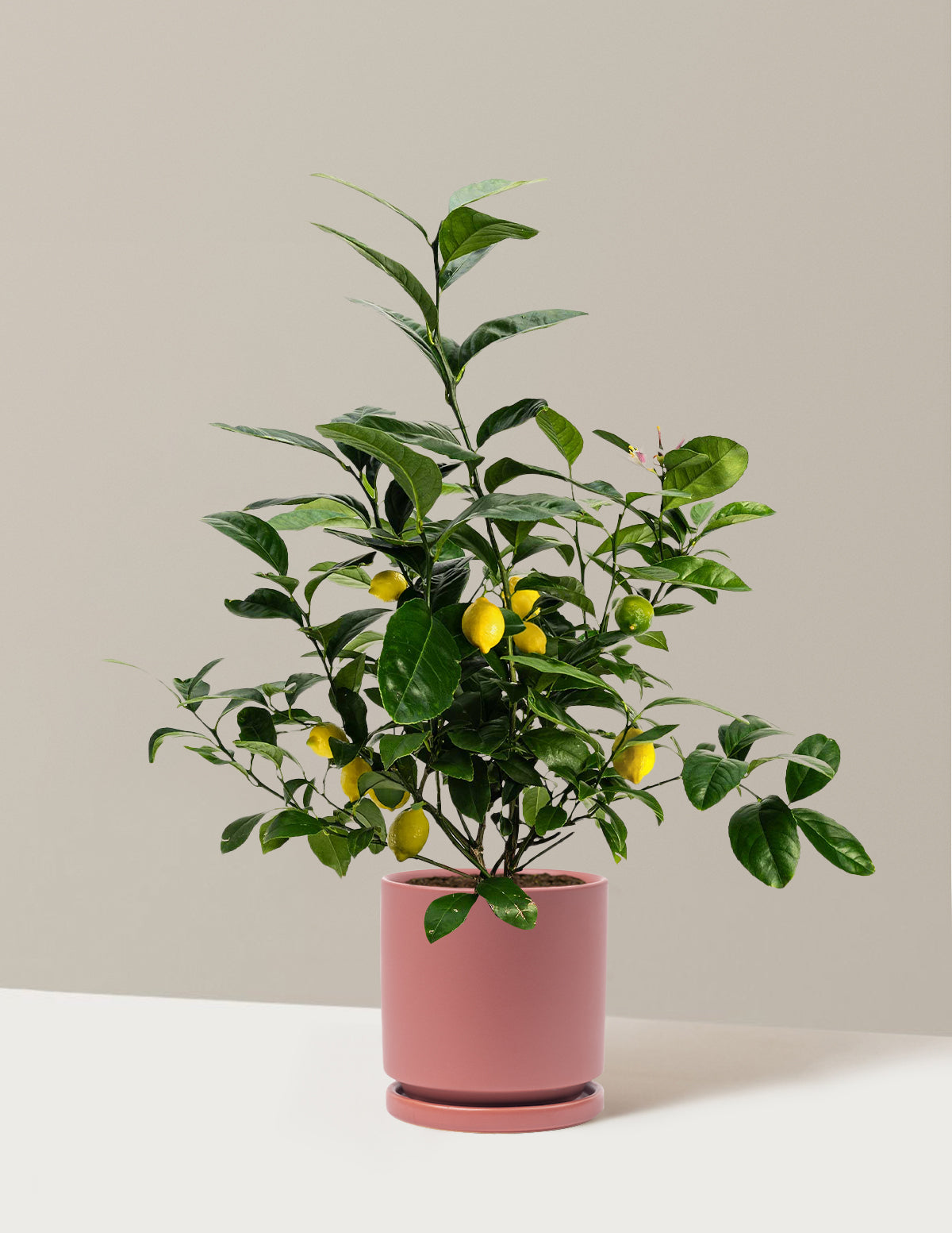 Improved Meyer Lemon Bush