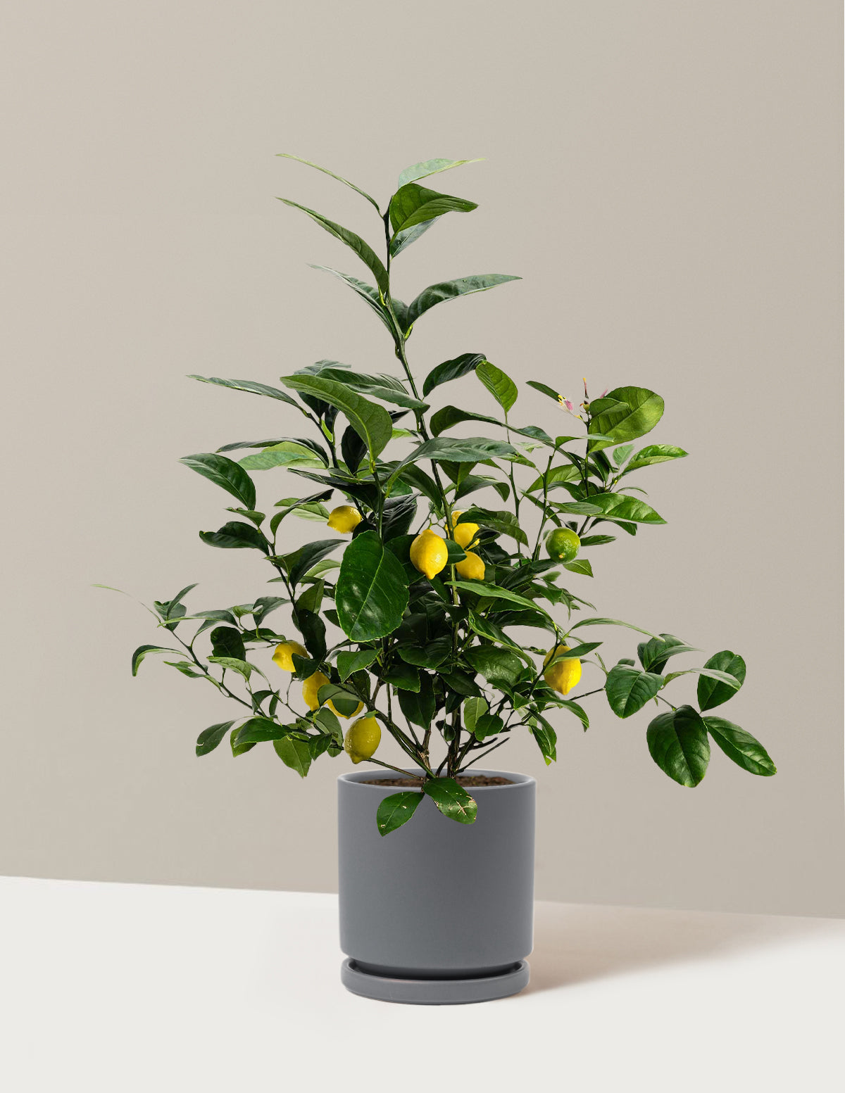 Improved Meyer Lemon Bush