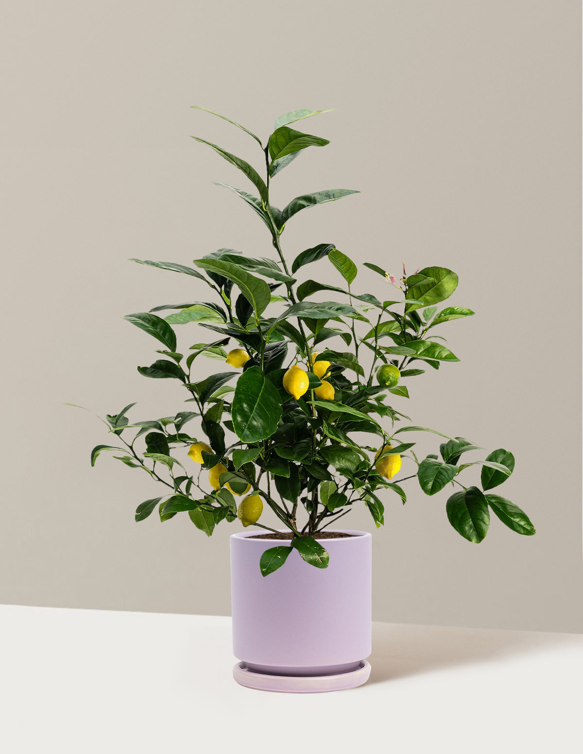 Improved Meyer Lemon Bush