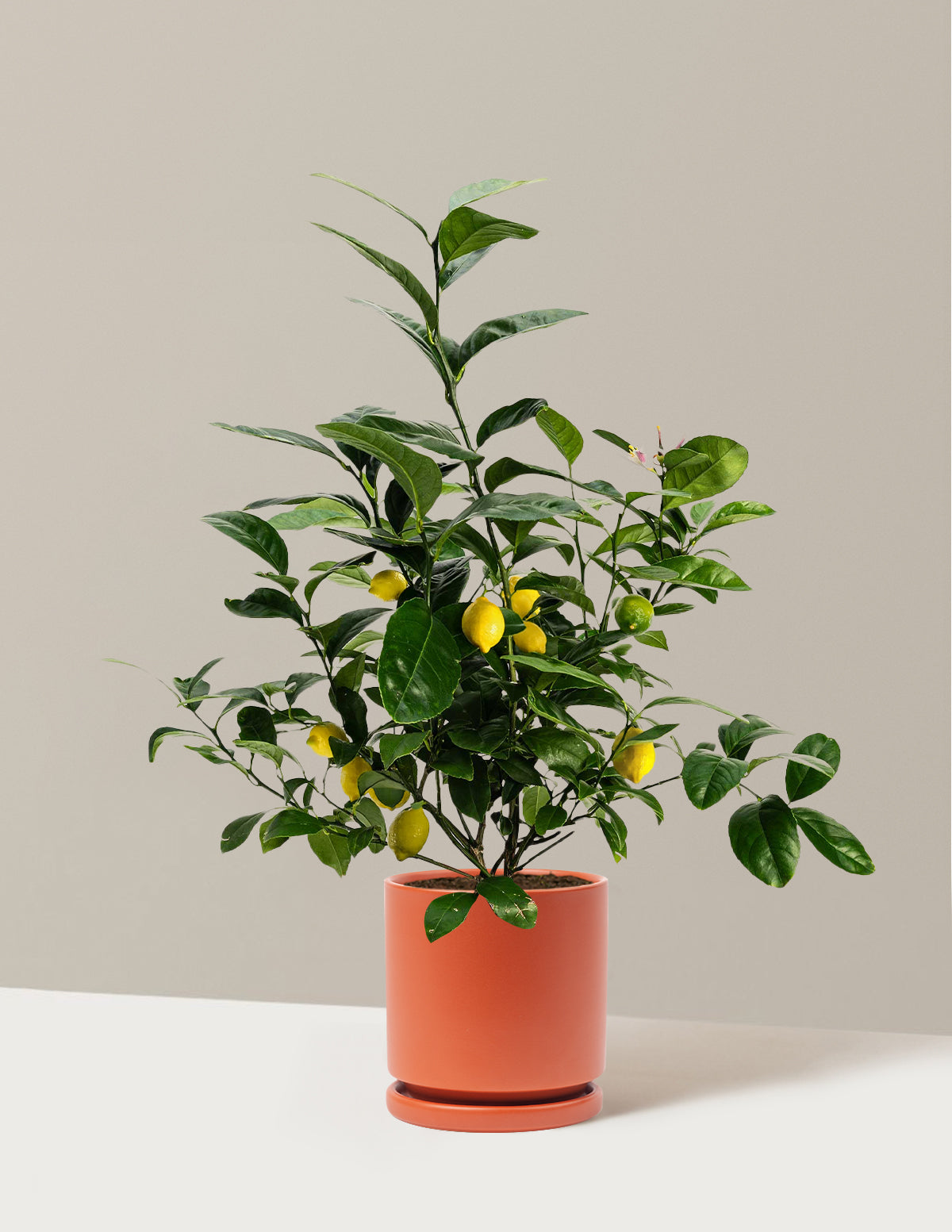 Improved Meyer Lemon Bush
