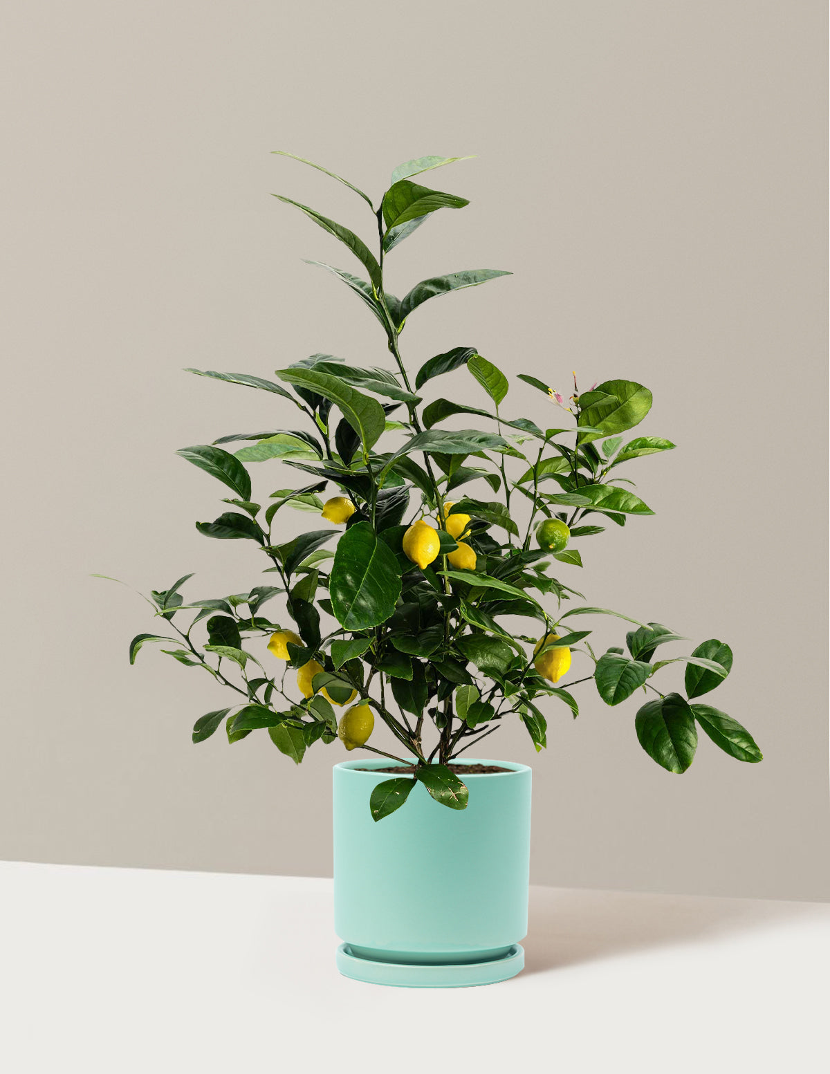 Improved Meyer Lemon Bush